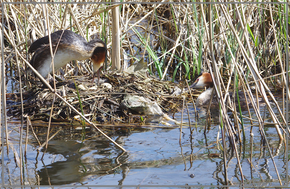 20130505_1453futen_nest_Zoete_Inval (21)