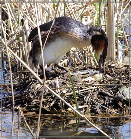 20130505_1453futen_nest_Zoete_Inval (22)