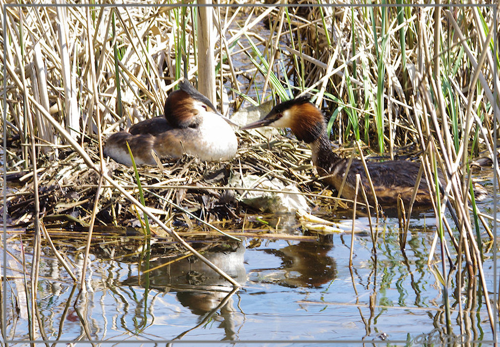 20130505_1453futen_nest_Zoete_Inval (4)