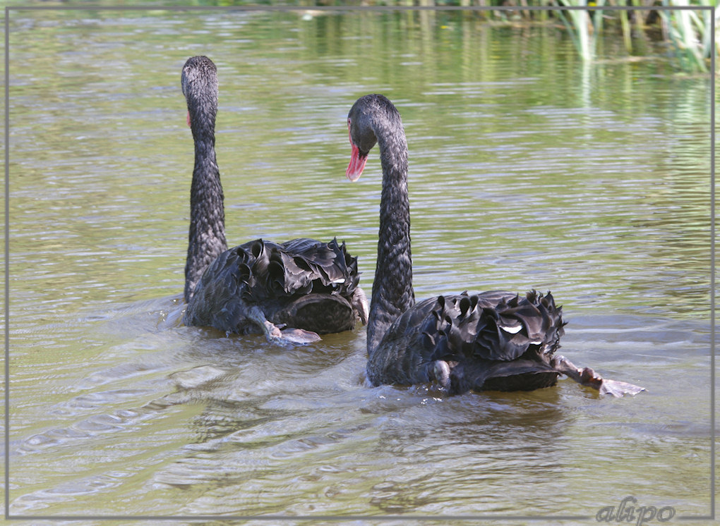 20130505_1524zwarte_zwanen_Haarlemmerliede 4