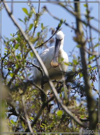 20130505_1528lepelaars_Haarlemmerliede  (2)