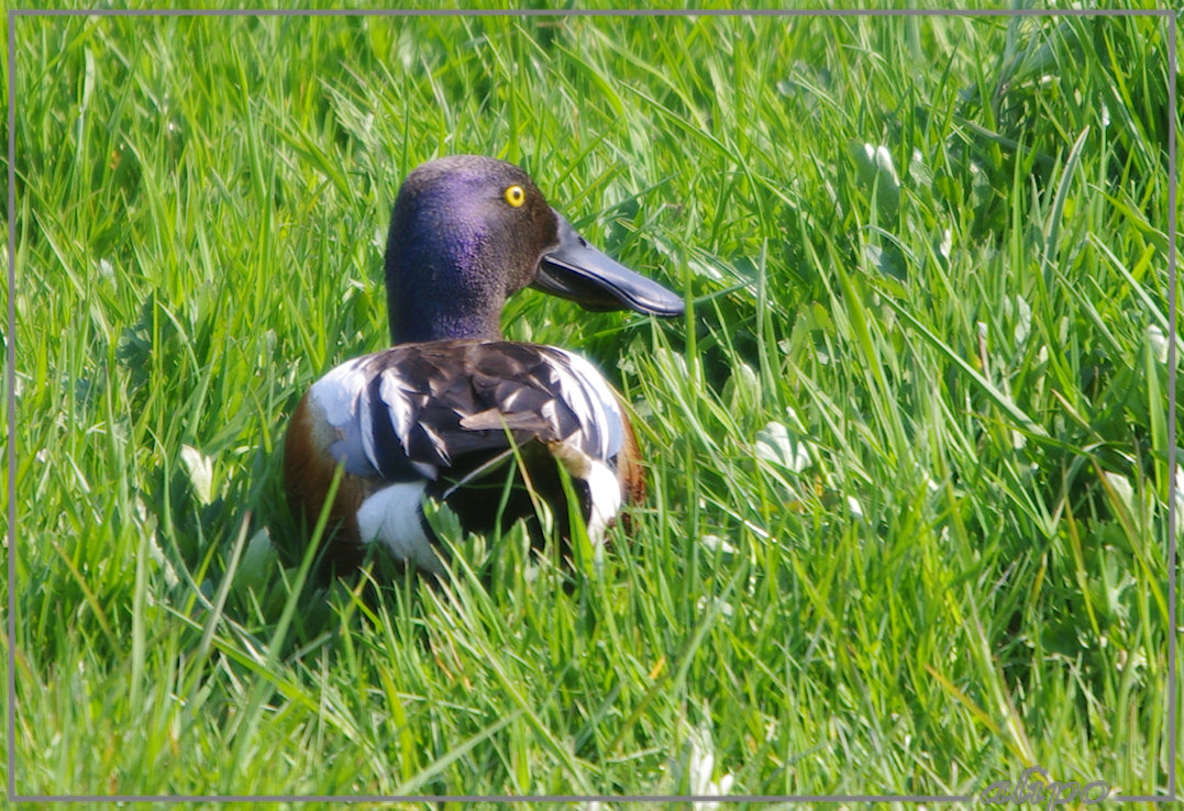 20130505_1619slobeend_Spaarnwoude (2)