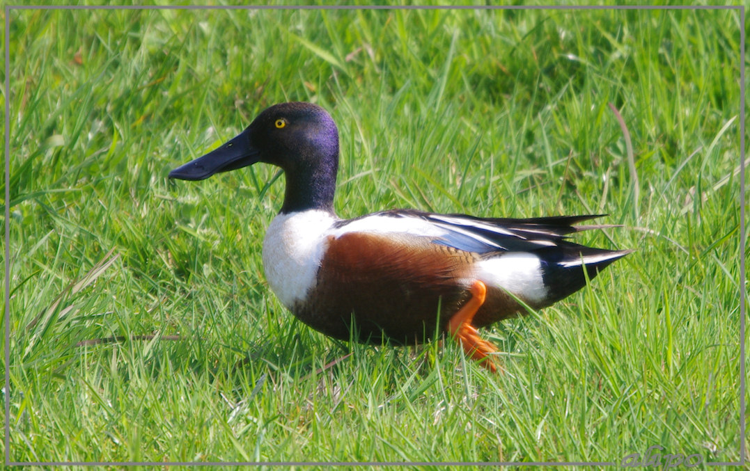 20130505_1619slobeend_Spaarnwoude (6)