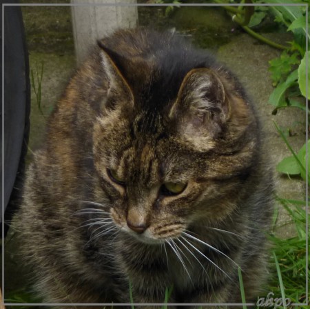 20130512_1110Wammes_tuin5 Lumix FZ30