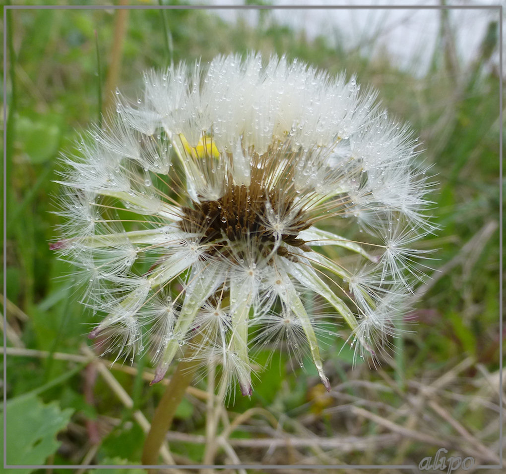 20130512_1412uitgebloeide_paardenbloem_Kennemermeer Lumix FZ30