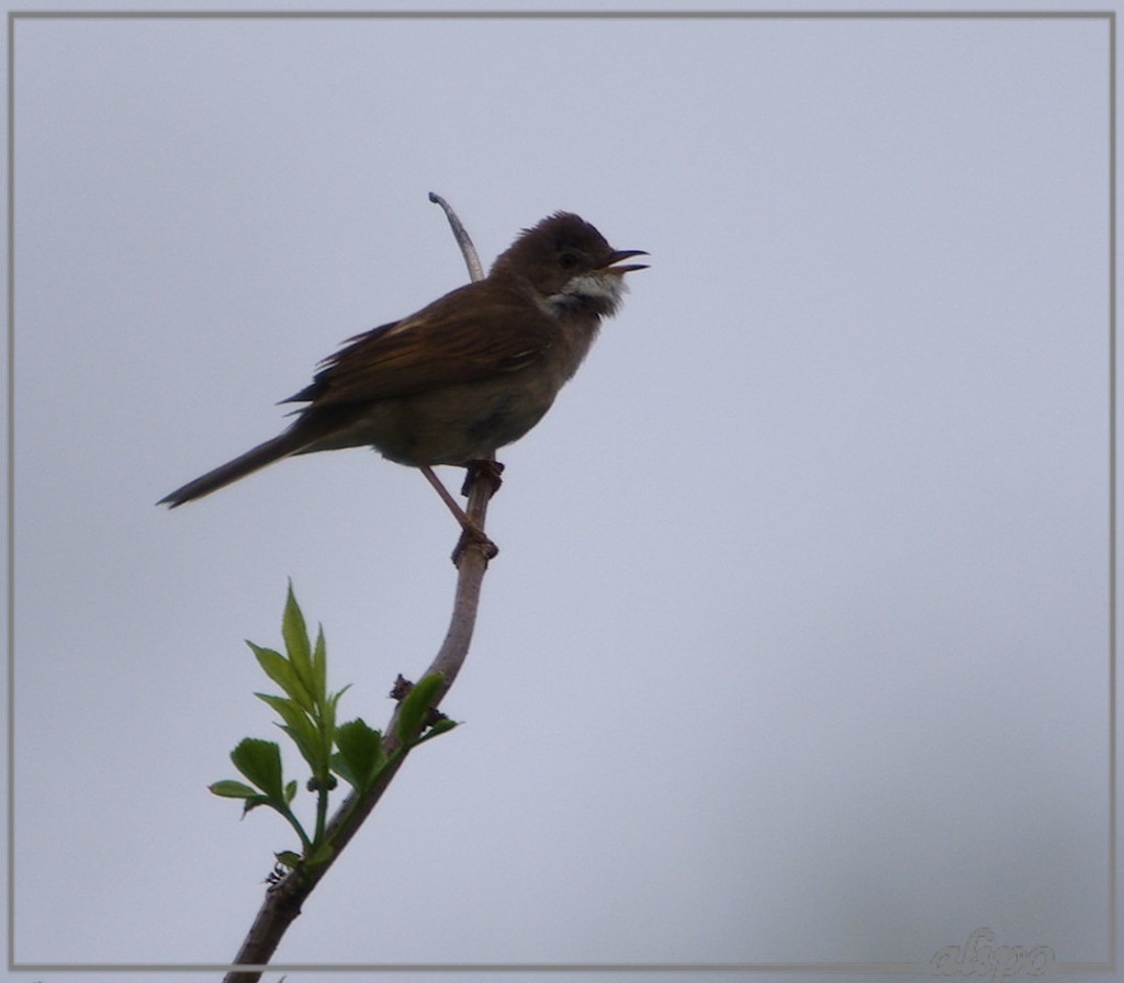 20130512_1438grasmus_Kennemermeer2 Pentax K5 400mm