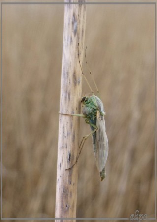 20130512_1528steekmug_Kennemermeer Lumix FZ30