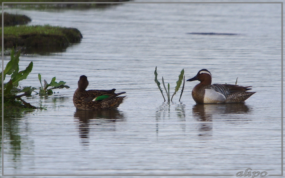 20130523_1638vrouw_wintertaling_man_zomertaling_Gruijterslandje5