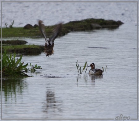 20130523_1639vliegend_vrouw_wintertaling_man_zomertaling_Gruijterslandje