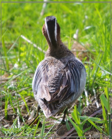 20130523_1645man_zomertaling_Gruijterslandje (4)