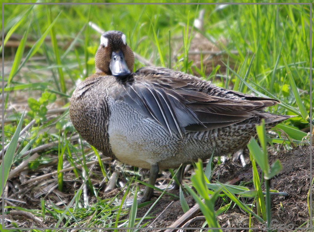 20130523_1645man_zomertaling_Gruijterslandje (6)