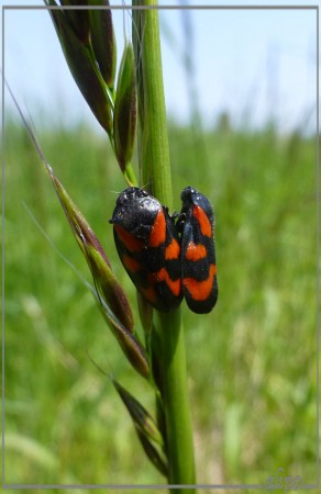 20130528_1354bloedcicades_copula_spoorlijn_west Lumix TZ30