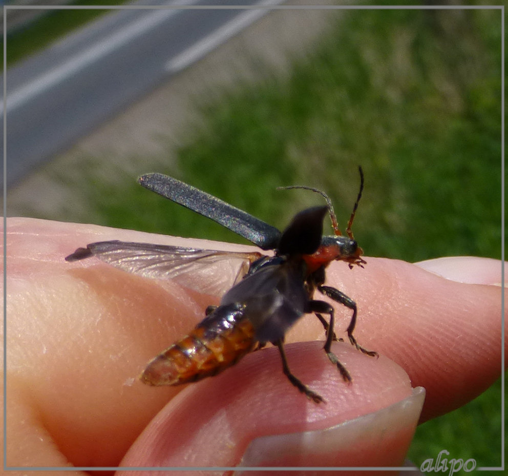 20130528_1355zwartpootsoldaatje_Cantharis_fusca_stationnetje2