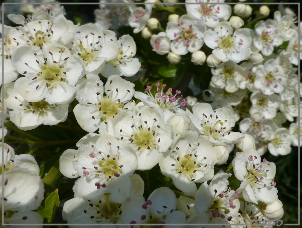 20130528_1407bloemen_meidoorn_stationnetje3