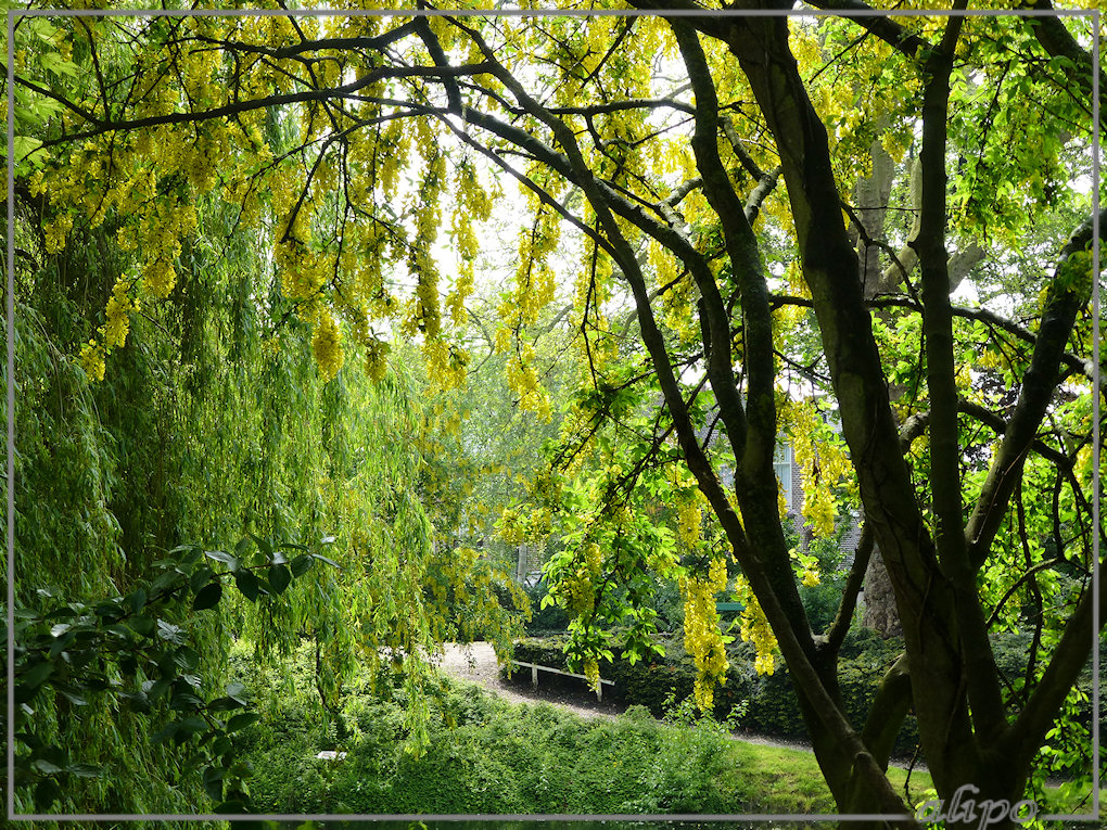 20130529_1145goudenregen_Snouck_v_Loosenpark_Enkhuizen Lumix TZ30