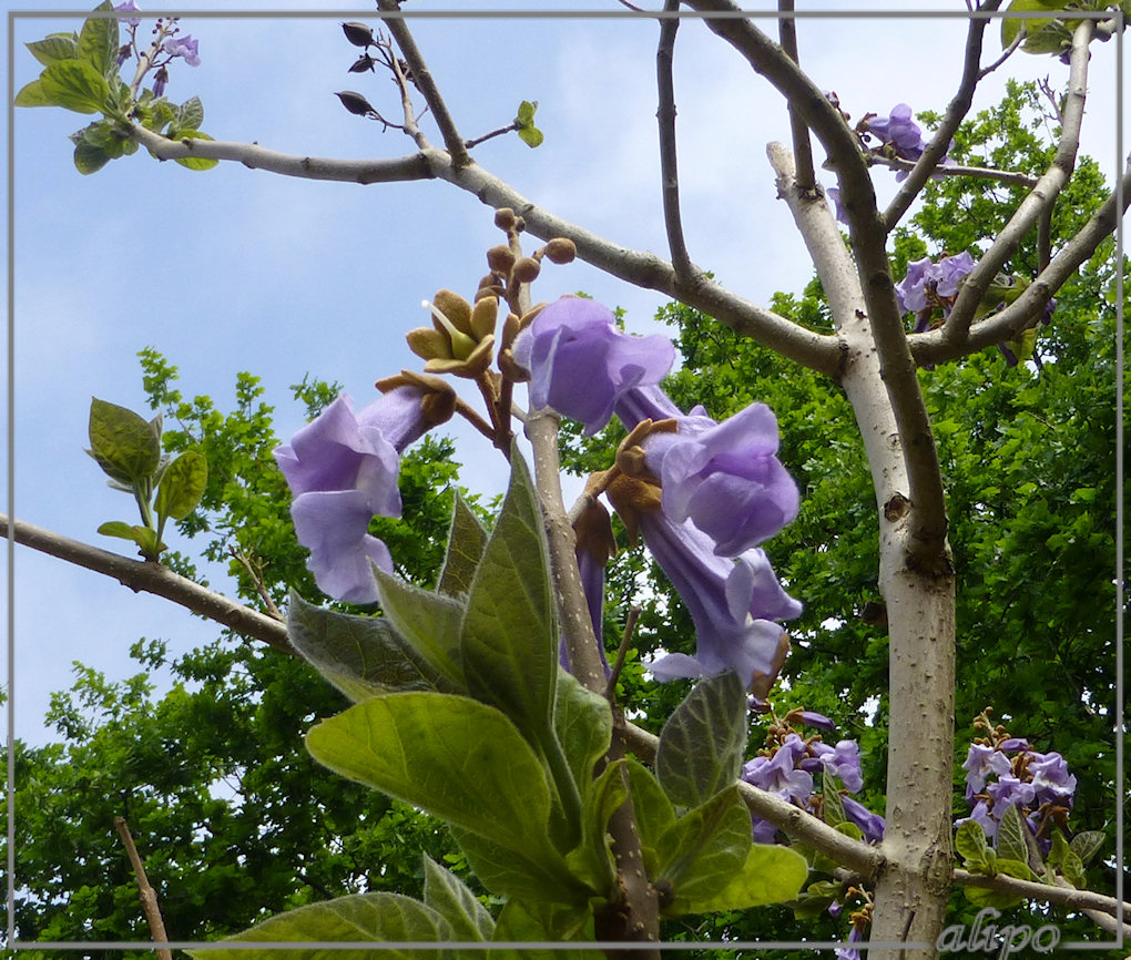 20130529_1146trompetboom_ms_Snouck_v_Loosenpark_Enkhuizen