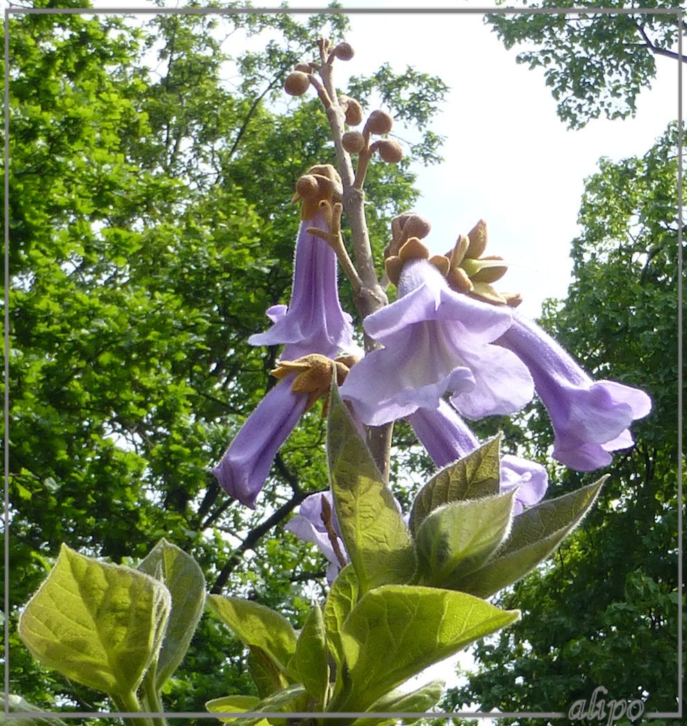 20130529_1146trompetboom_ms_Snouck_v_Loosenpark_Enkhuizen2