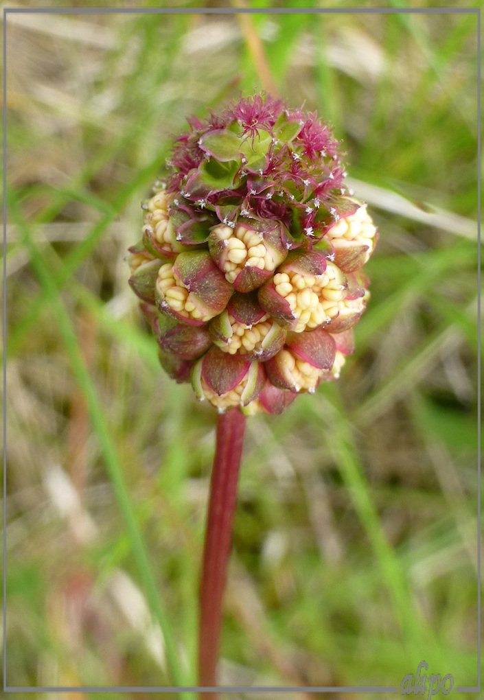 20130530_1545pimpernel_Heerenduinweg_fietspad_naar_Amperestraat Lumix TZ30