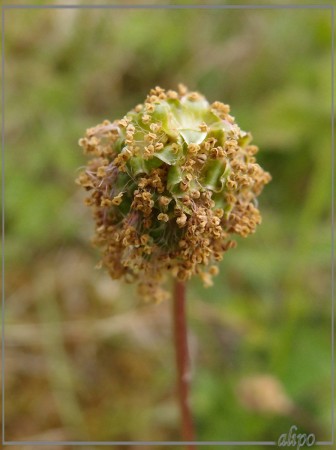 Kleine pimpernel