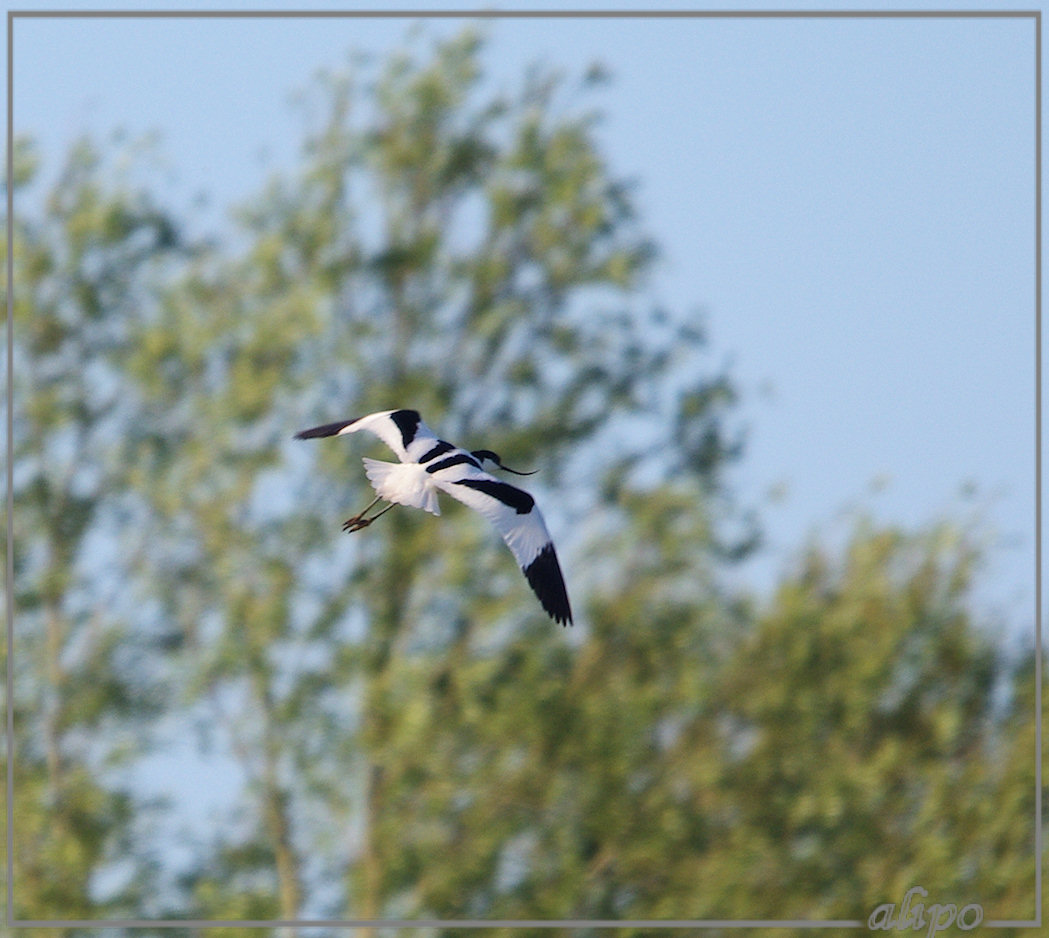 20130601_2000kluten_Gruijterslandje10 Pentax K5 400mm