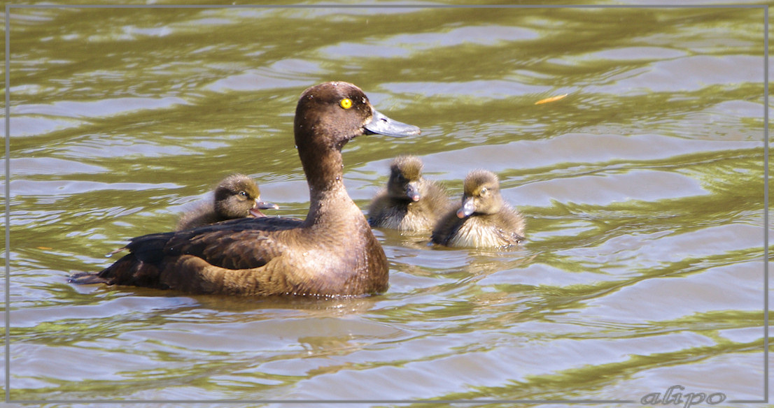 20130630_1617kuifeendpulletjes_station_Spaarnwoude (11) Pentax K5 400mm