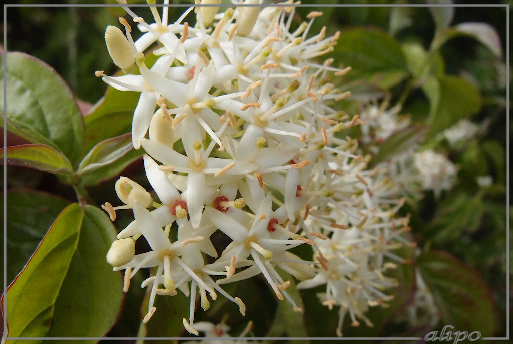 Viburnum