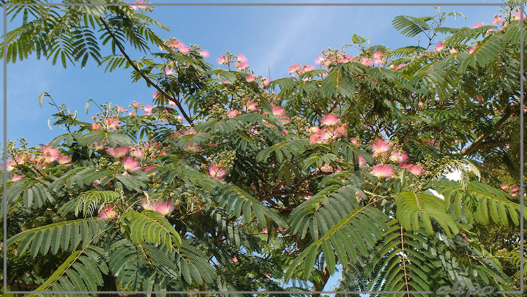 Albizia