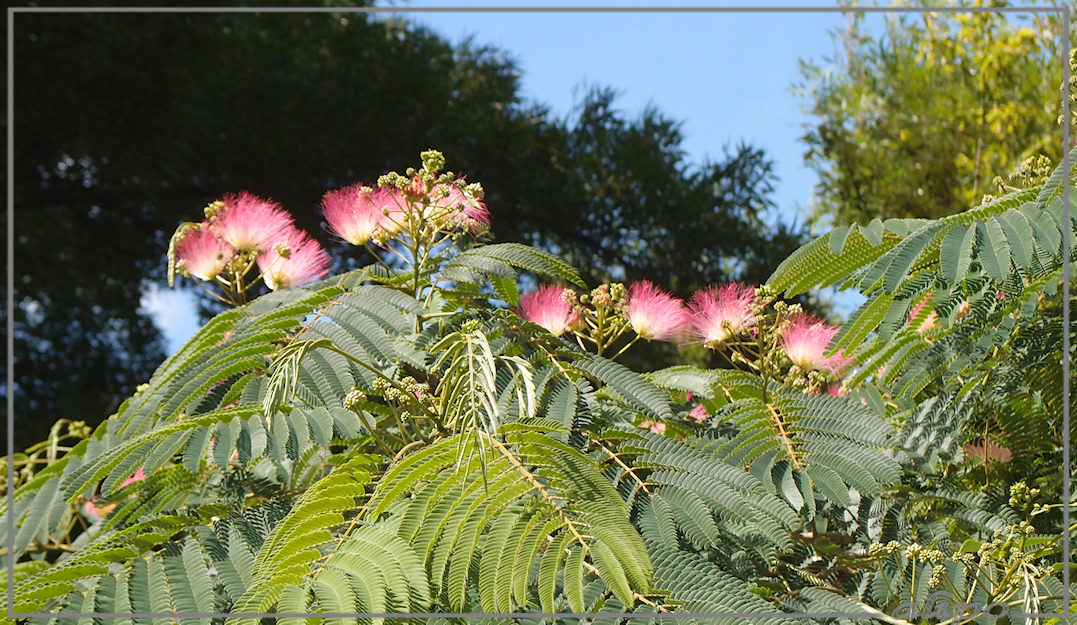 Albizia