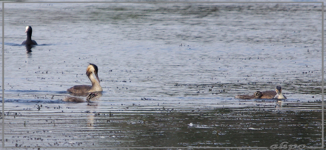 20130809_1644jonge_futen_fort_Gruijterslandje Pentax K5 400mm