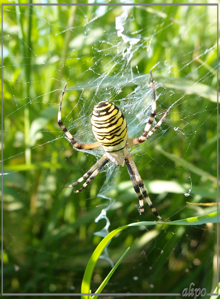 Tijgerspin