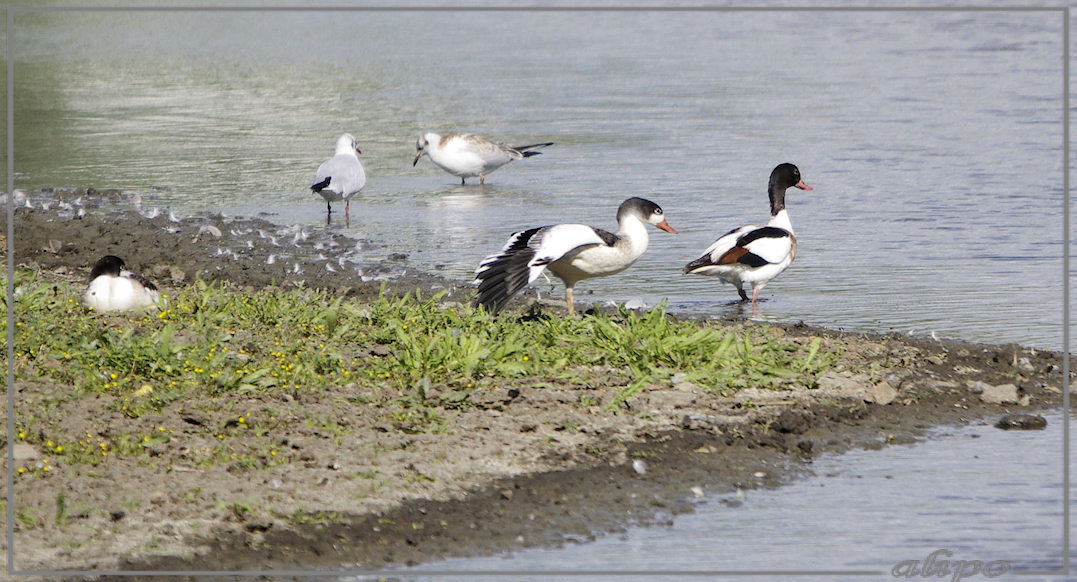 20130810_1700jonge_bergeenden_Gruijterslandje4 Pentax K5 400mm