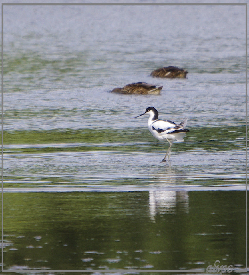 20130810_1720kluut_Gruijterslandje