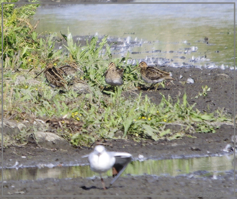 20130810_1722watersnippen_Gruijterslandje (1)