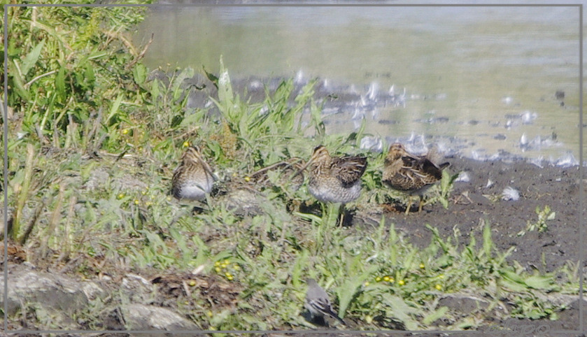 20130810_1722watersnippen_Gruijterslandje (8)