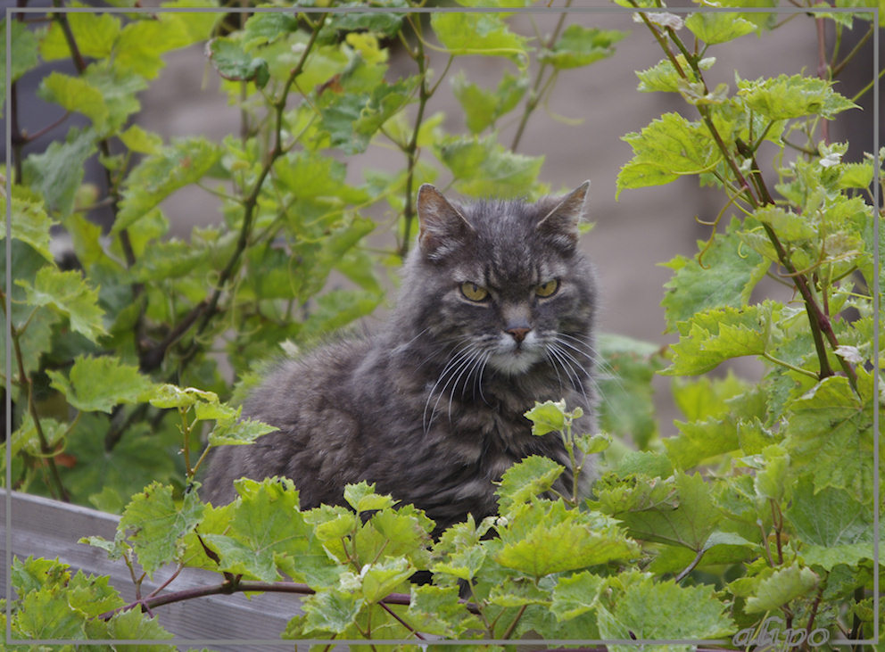 20130811_1117Teigetje_muur_adobeKleur2 Pentax K5 400mm