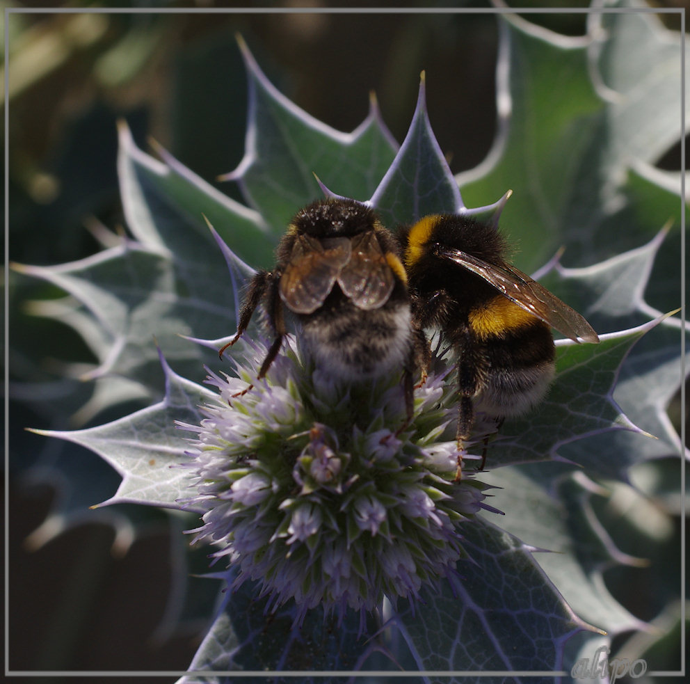 20130813_1906aardhommels_blauwe_zeedistel_Kennemermeer_fietsenstalling_Pentax K5 macrolens