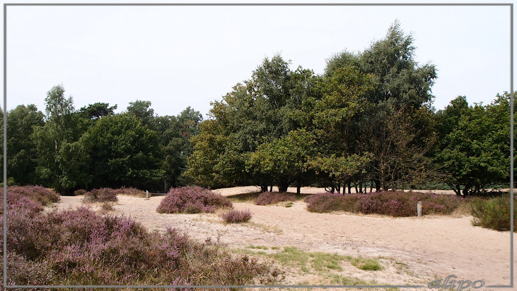 Bomen heide