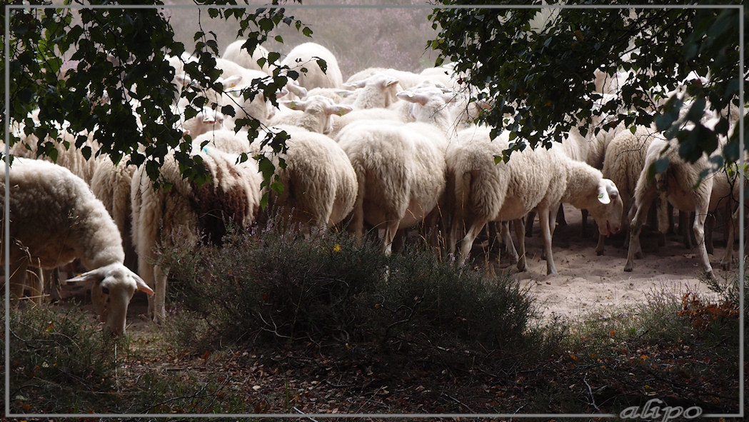 Schapen heide Olympus XZ1