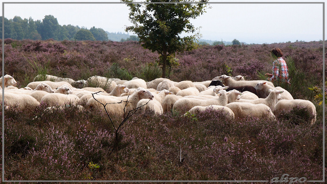 Schapen heide Olympus XZ1