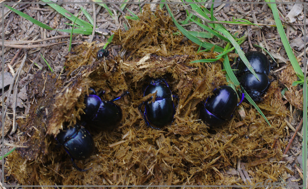 20130822_1414mestkevers_paardenmest_Rheden