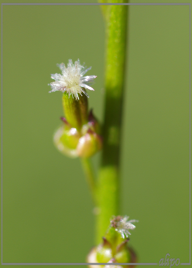 20130826_1218moeraszoutgras_Kennemermeer