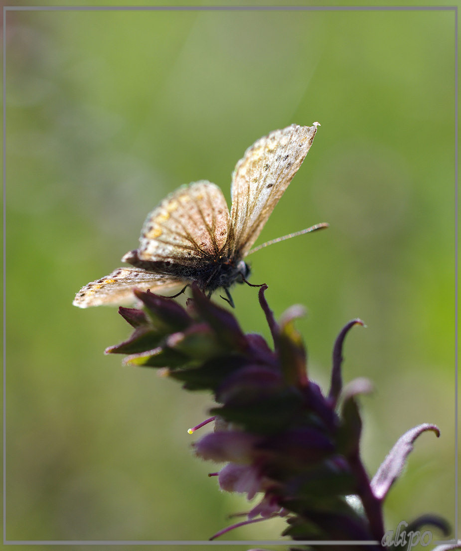 20130826_1235bruin_blauwtje_rode_ogentroost_Kennemermeer8