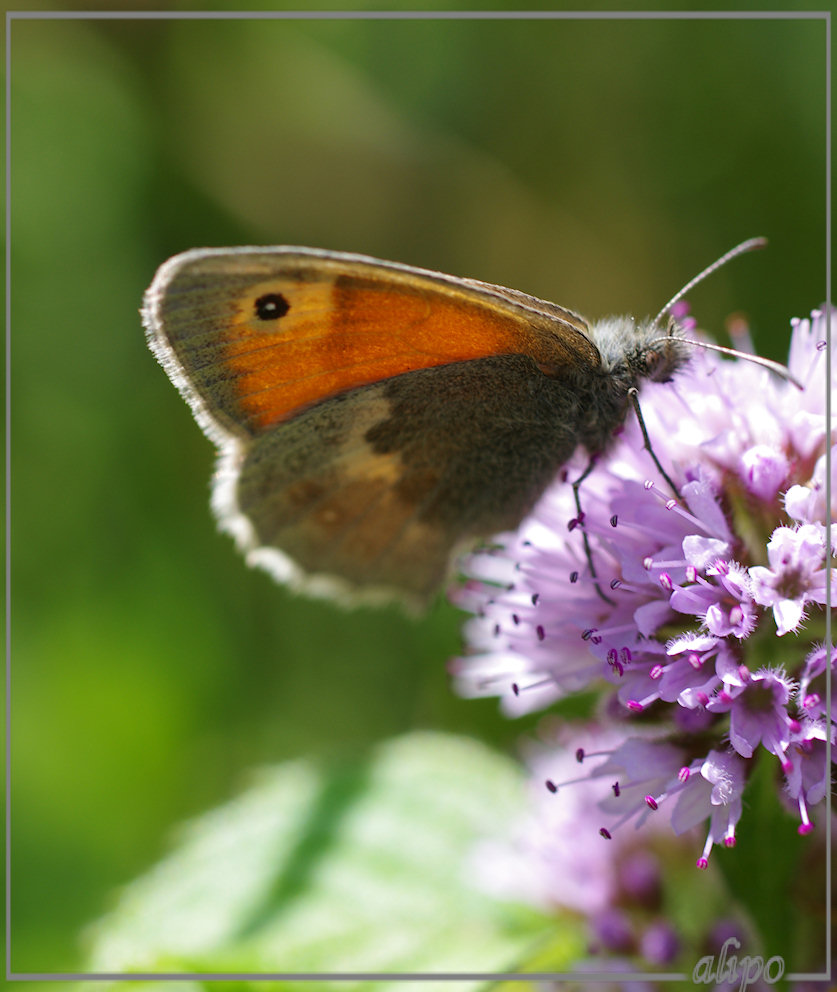 20130826_1244hooibeestje_munt_Kennemermeer