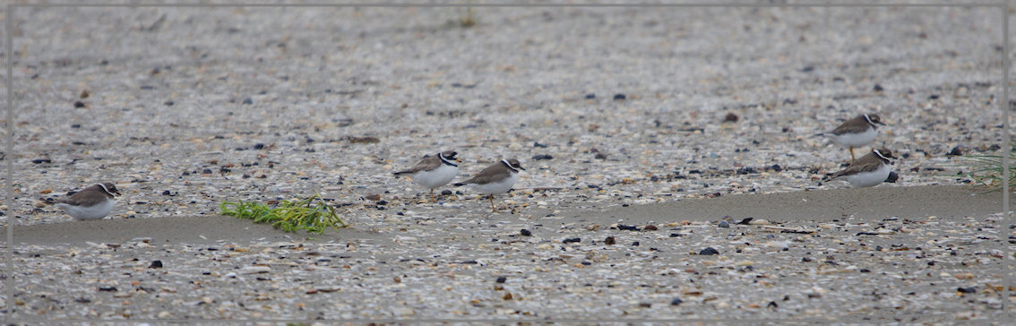 20130917_1541bontbekplevieren_strand (1) Pentax K5 400mm