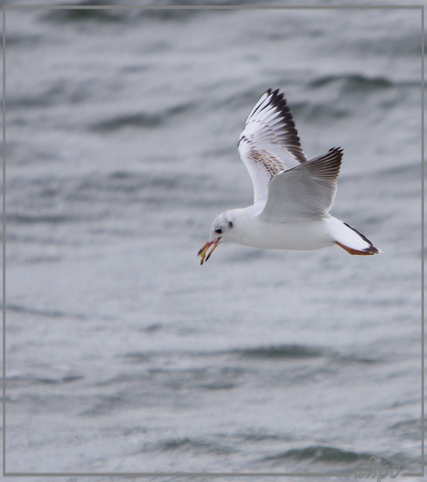 20130917_1635kokmeeuw_pier (7)