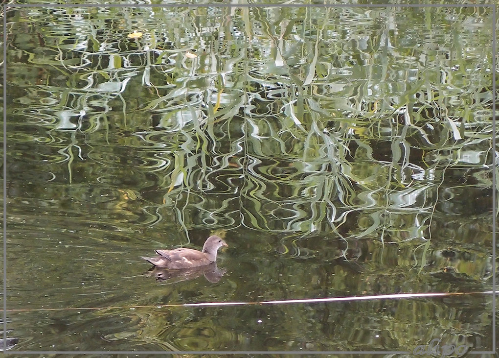 Weerspiegeling Olympus XZ1