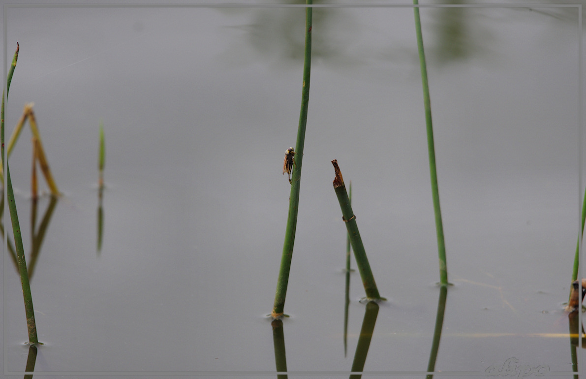 20130924_1635bootsmannetje_insect_onbekend_Kennemermeer Pentax K5 400mm