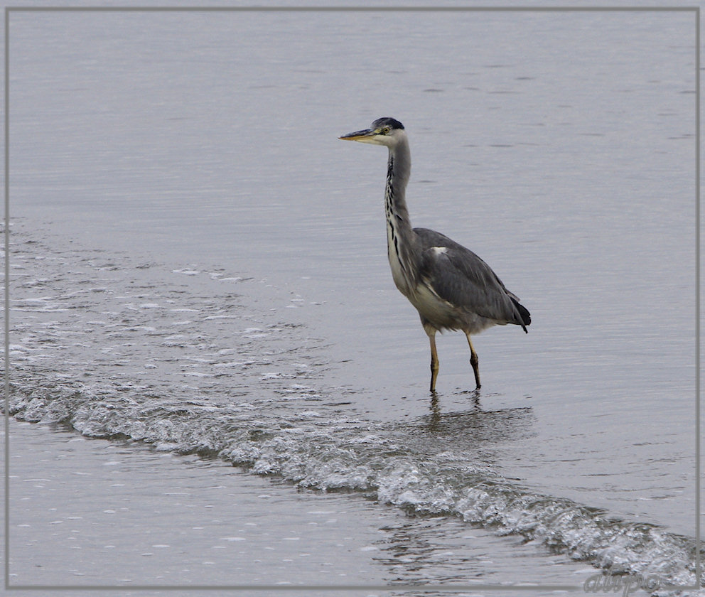 20130924_1735blauwe_reiger_strand_pier