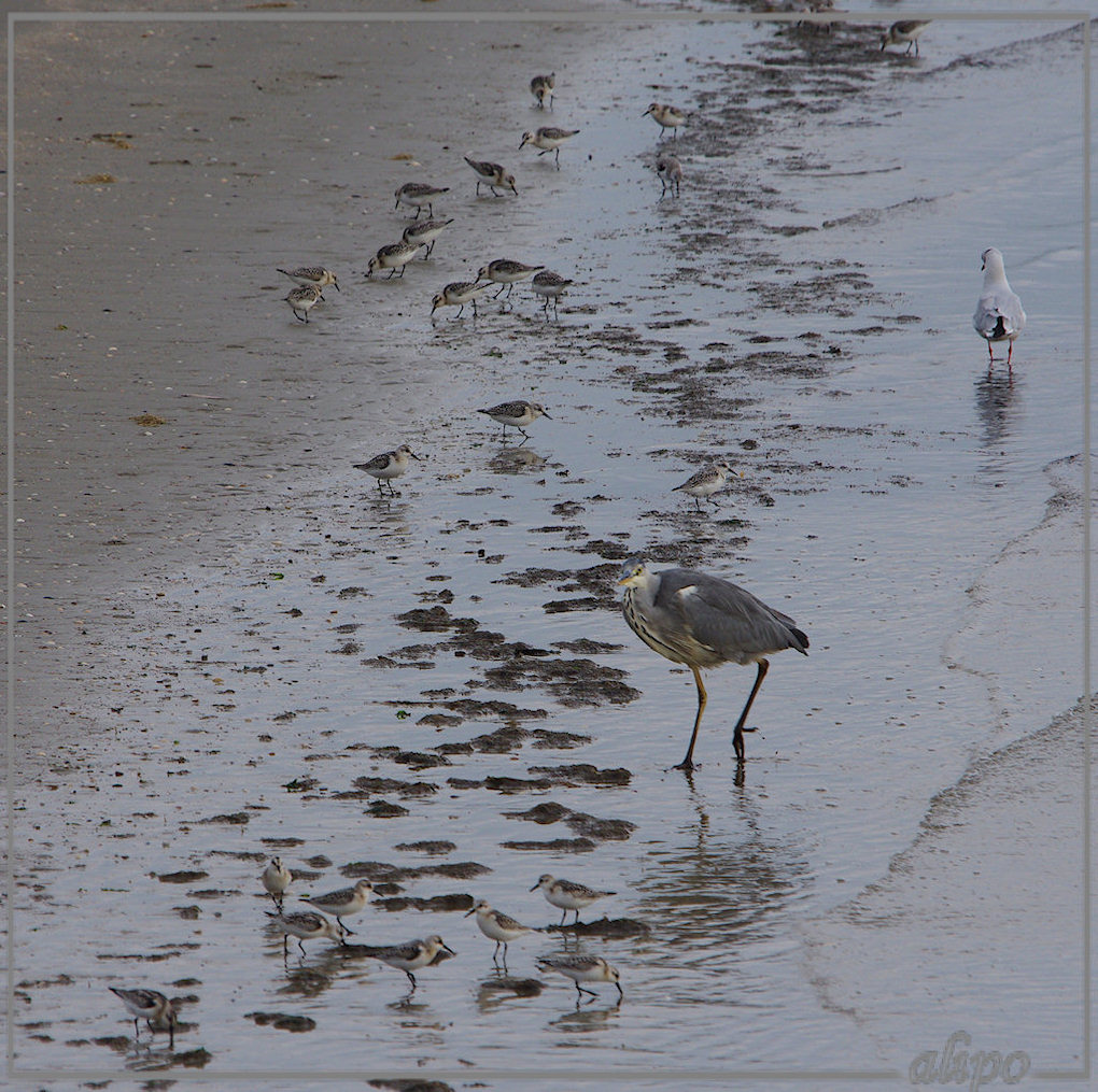 20130924_1740drieteenstrandlopers_meeuwen_strand_pier