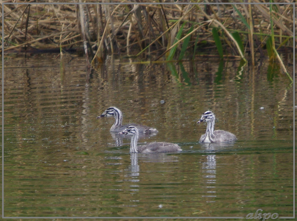 20130925_1514jonge_futen_Panneland4